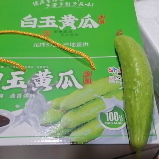 海阳市海阳市白玉黄瓜，中国地理标志保护产品，一件代发快递包邮落地配