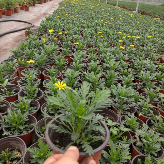 平湖市黄金菊 