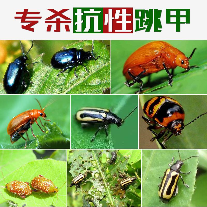 览博哒螨灵噻虫胺叶菜上海青白菜跳甲虫蚜虫杀虫剂农药跳跳虫专