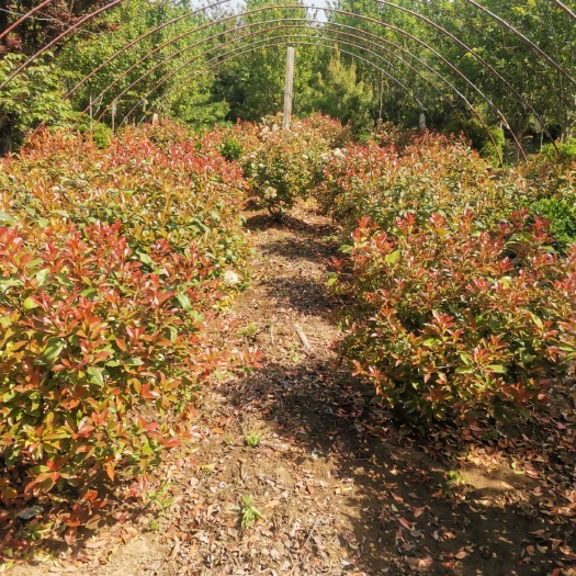 泰安 石楠80～100厘米