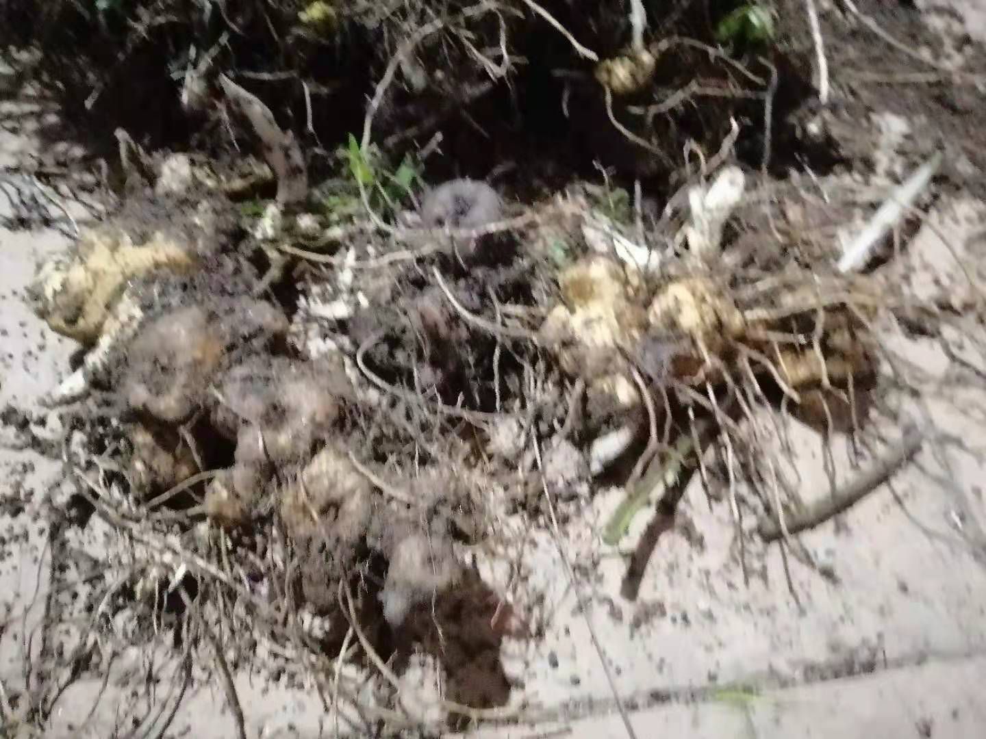 甜黄精  山上的黄精，秦岭山的地道中药。