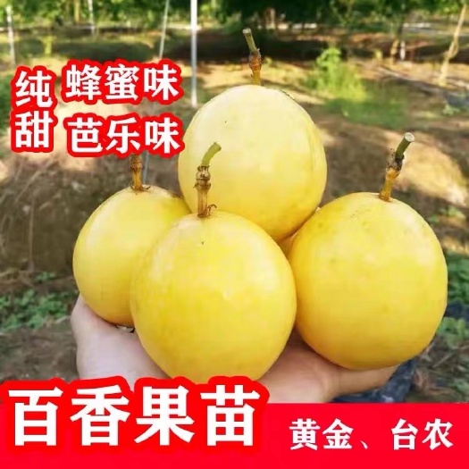 灵山县黄金百香果苗  黄金百香苗