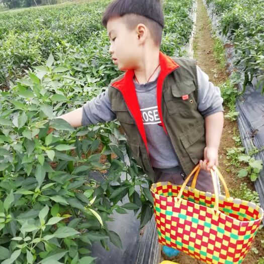 灵山县线椒，品相好，农村小量供应！