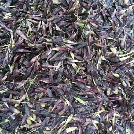 板蓝根种子，大叶独根，板蓝根种子，提供种植管理技术，