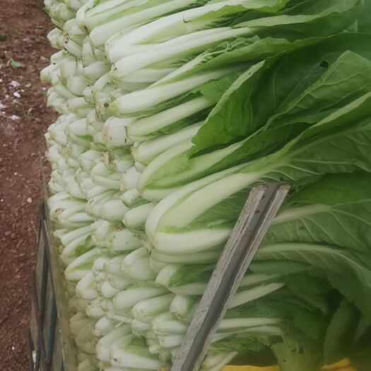 成都小白菜 快菜供应