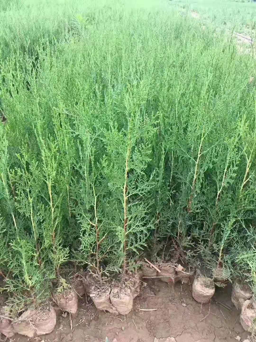 侧柏种子 侧柏籽 当年新采 品种纯正无杂质