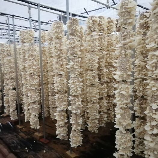 武汉玉木耳，白木耳新上市货品
