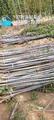  107杨树苗大量供应