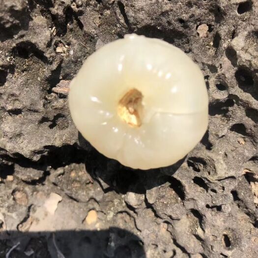 海口妃子笑荔枝  海南妃子笑，颗颗饱满，个个核小，看看想吃