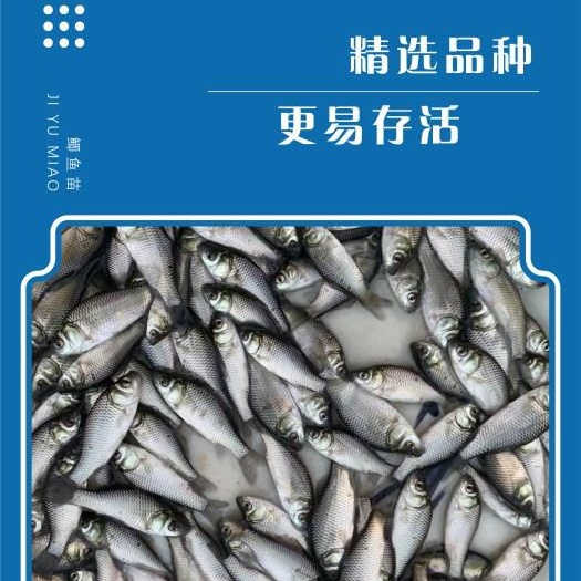 广州中科三号鲫鱼苗中科5号鲫鱼苗工程鲫鱼苗