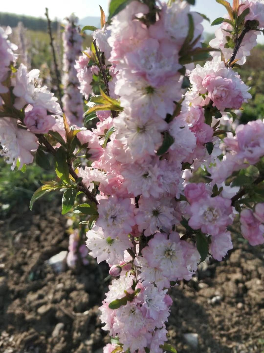 红花麦李 （珍珠李）观赏庭院绿植 干枝可切花 花蕾麦粒大小