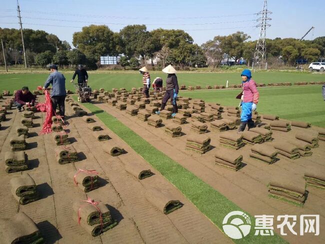 剪股颖草坪  各种草皮基地直销，拒绝中间商赚差价，常年供应