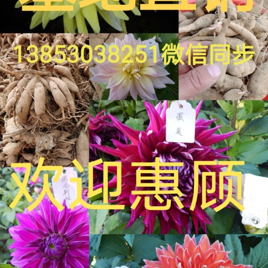 菏泽大丽花种子  大丽花基地直销品种有三十多个好花不等人不要错过