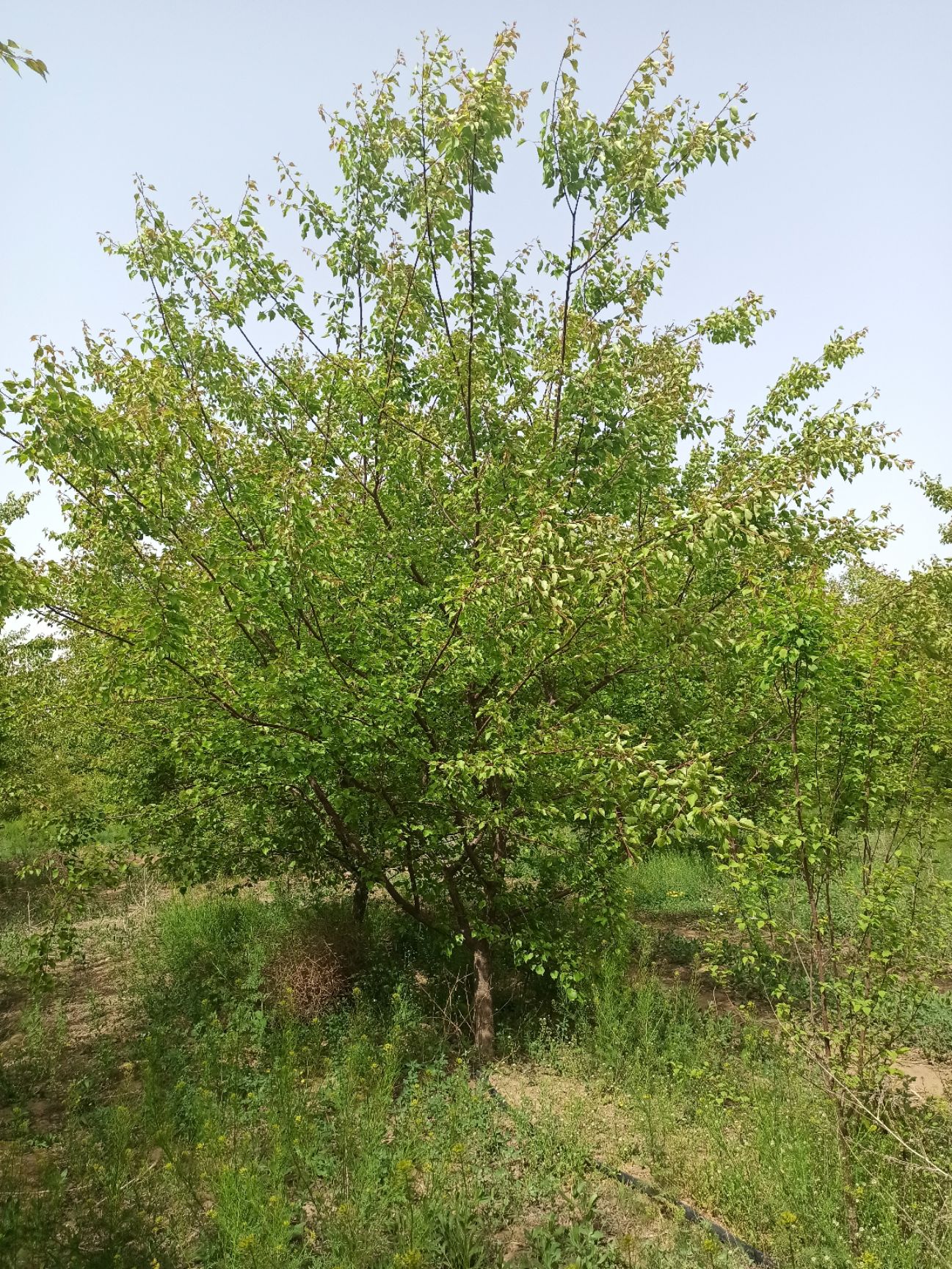 山杏苗  山杏树基地 8公分山杏 10公分山杏12公分山杏15公分山杏