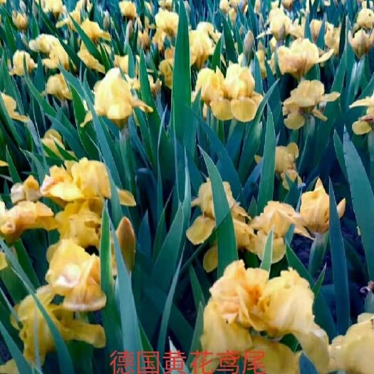 甘谷县黄花鸢尾花俄罗斯