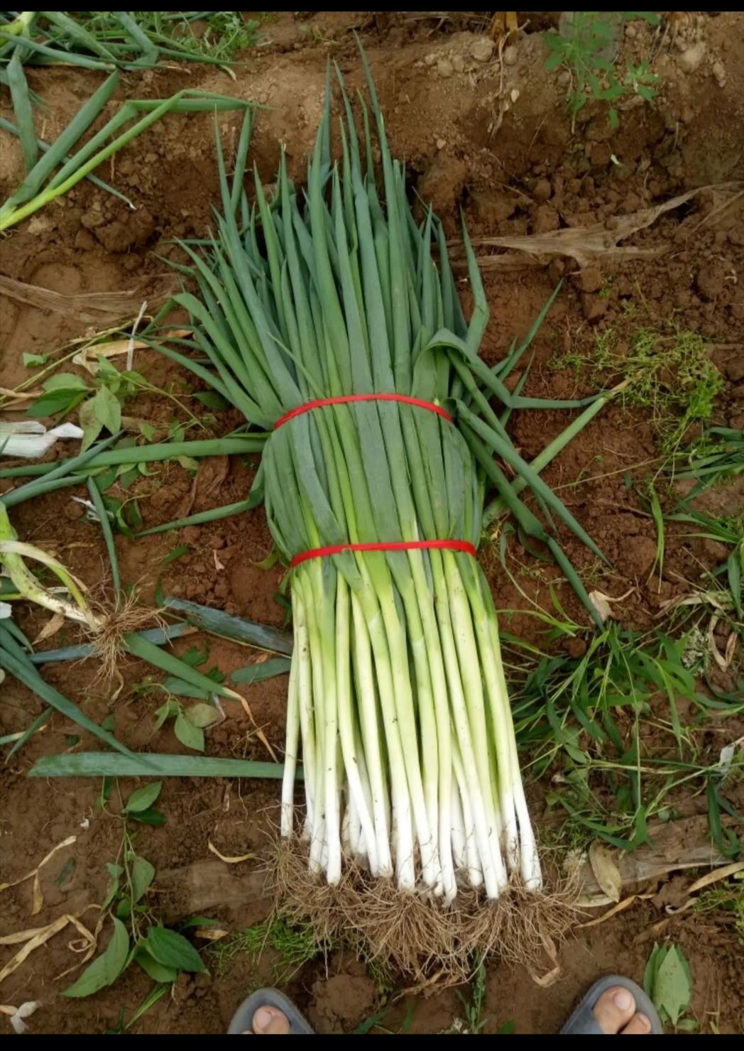 扁叶葱 量大货好