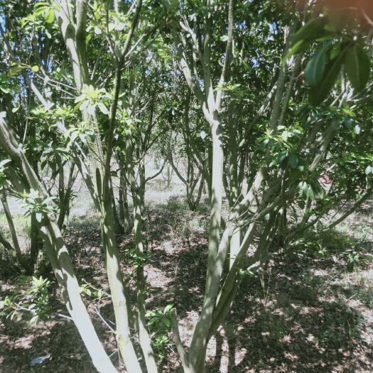 杨梅树苗 杨梅苗