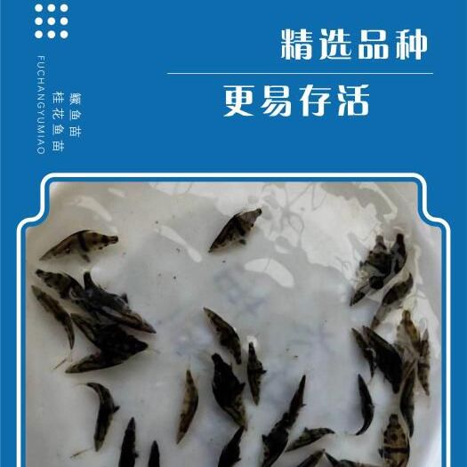 广州鳜鱼苗桂花鱼苗好品质易养高产量