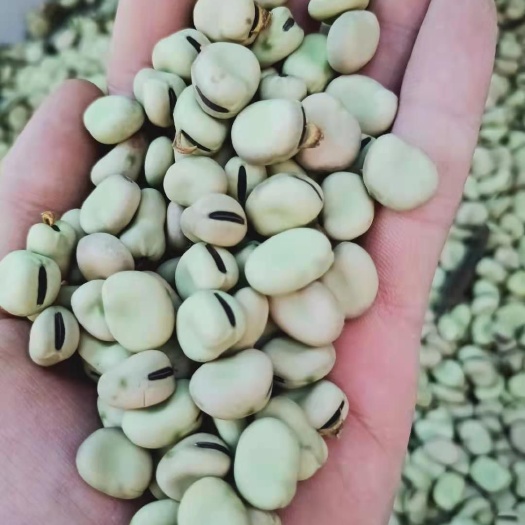 昆明云南新蚕豆上市