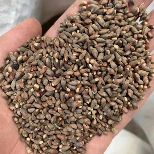 侧柏种子 侧柏籽 当年新采 品种纯正无杂质