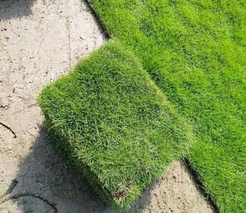 临海市 马尼拉草皮大量供应