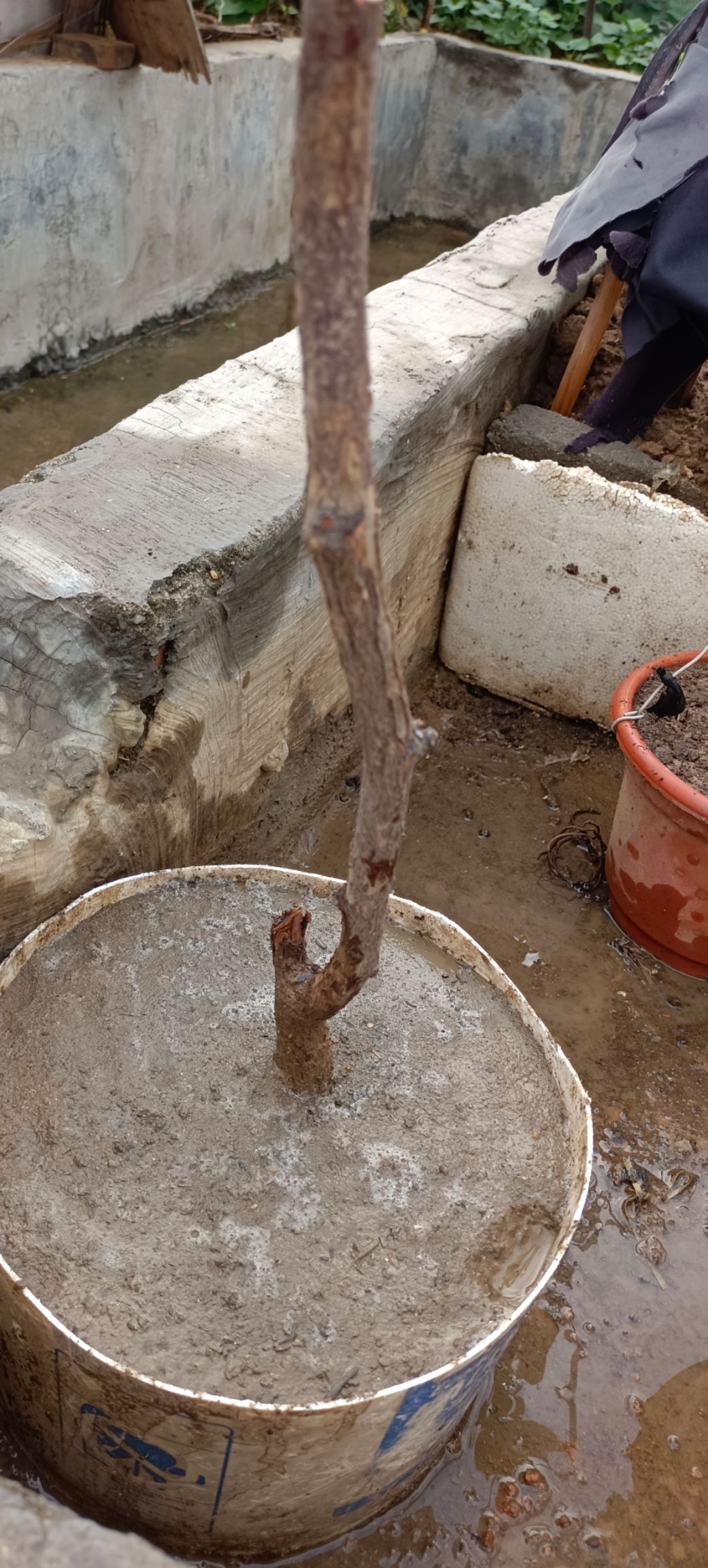 苹果树苗 红枣苗，嘉宝树葡萄苗，苹果苗，沃柑苗