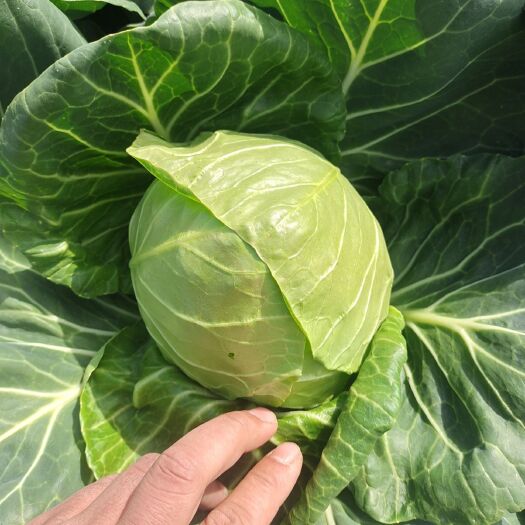 汝州市包菜  大量圆甘蓝上市了有需要的联系我，诚信为本专业
