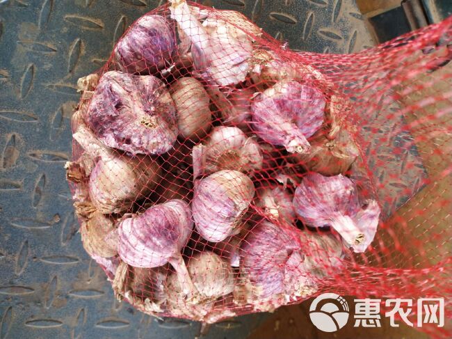 红皮蒜  2024年云南特产红皮紫皮多瓣蒜鲜蒜量大从优自产自