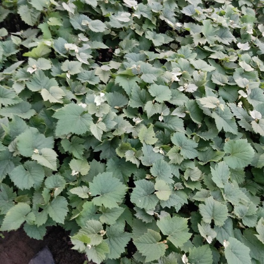 德惠市出售绿碗苗，茉莉香葡萄苗，着色香葡萄苗