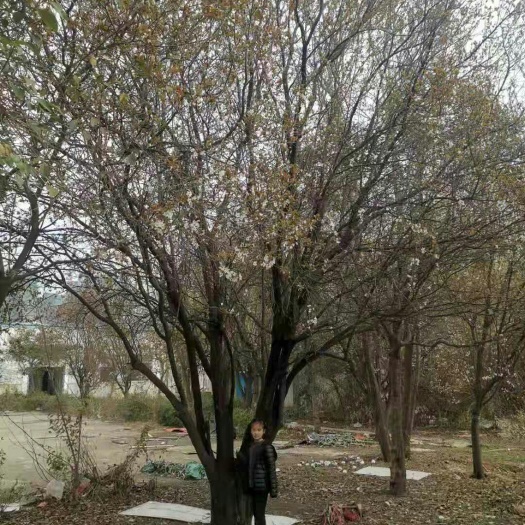 渭南花石榴苗 精品低杆石榴树