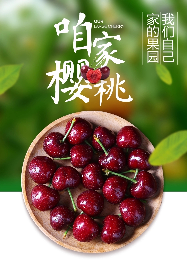 美早樱桃 3斤装3J(30-32mm)现摘现发烟台美早大樱桃 顺丰包邮