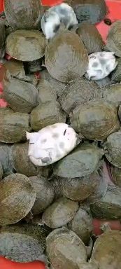 南宁黄沙鳖苗  甲鱼苗