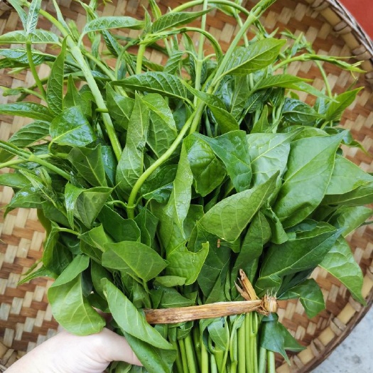 山野菜  云南西双版纳野菜甜苦藤菜