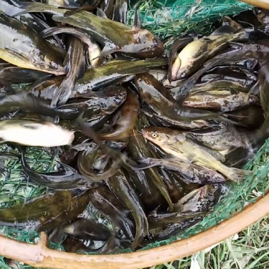 湖州黄颡鱼苗 黄桑鱼苗一斤30尾50尾70尾都有