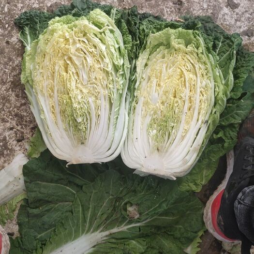 郯城县 黄心大白菜