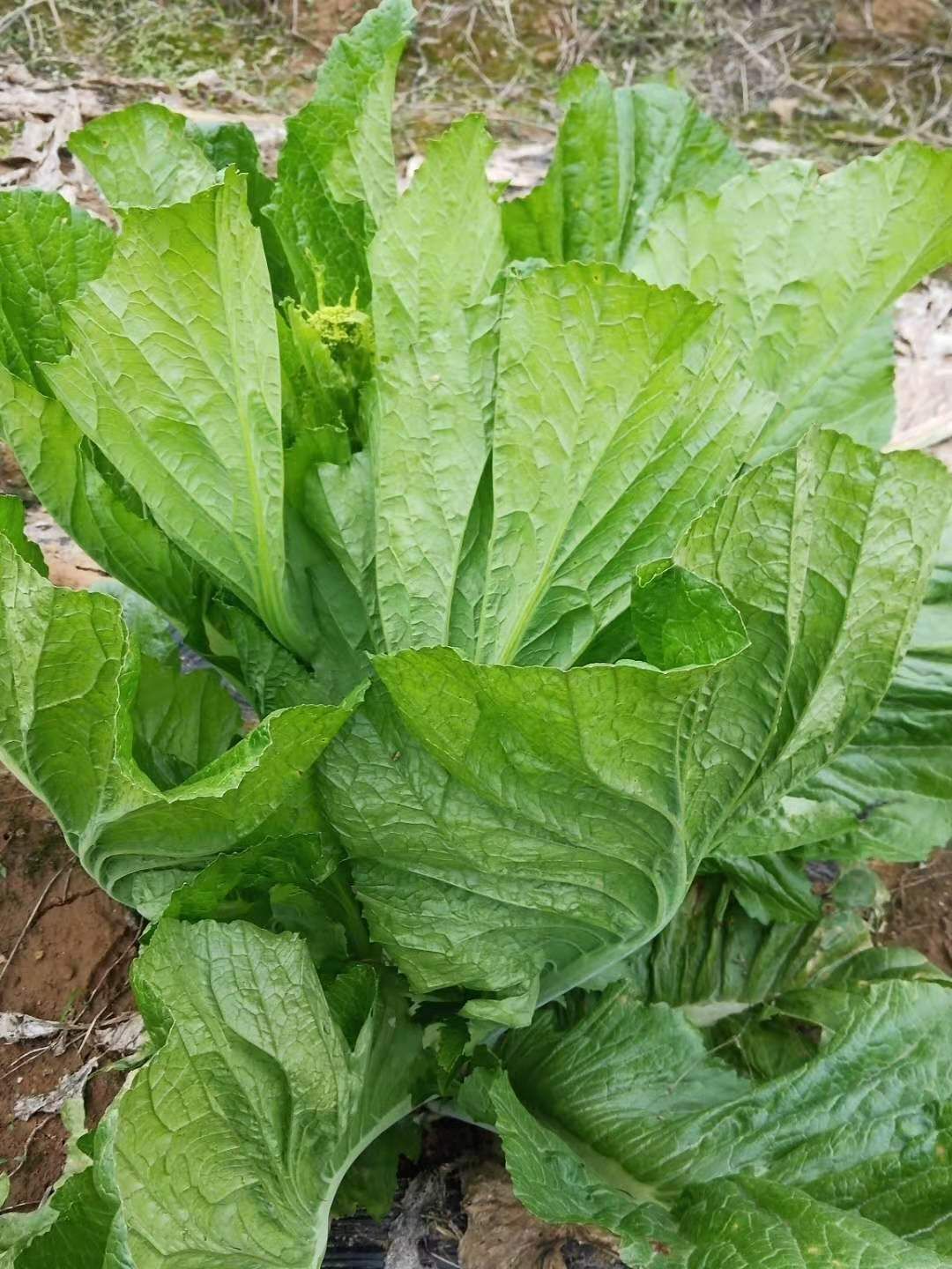 包心芥菜 宽帮青菜,可摘叶可整株砍