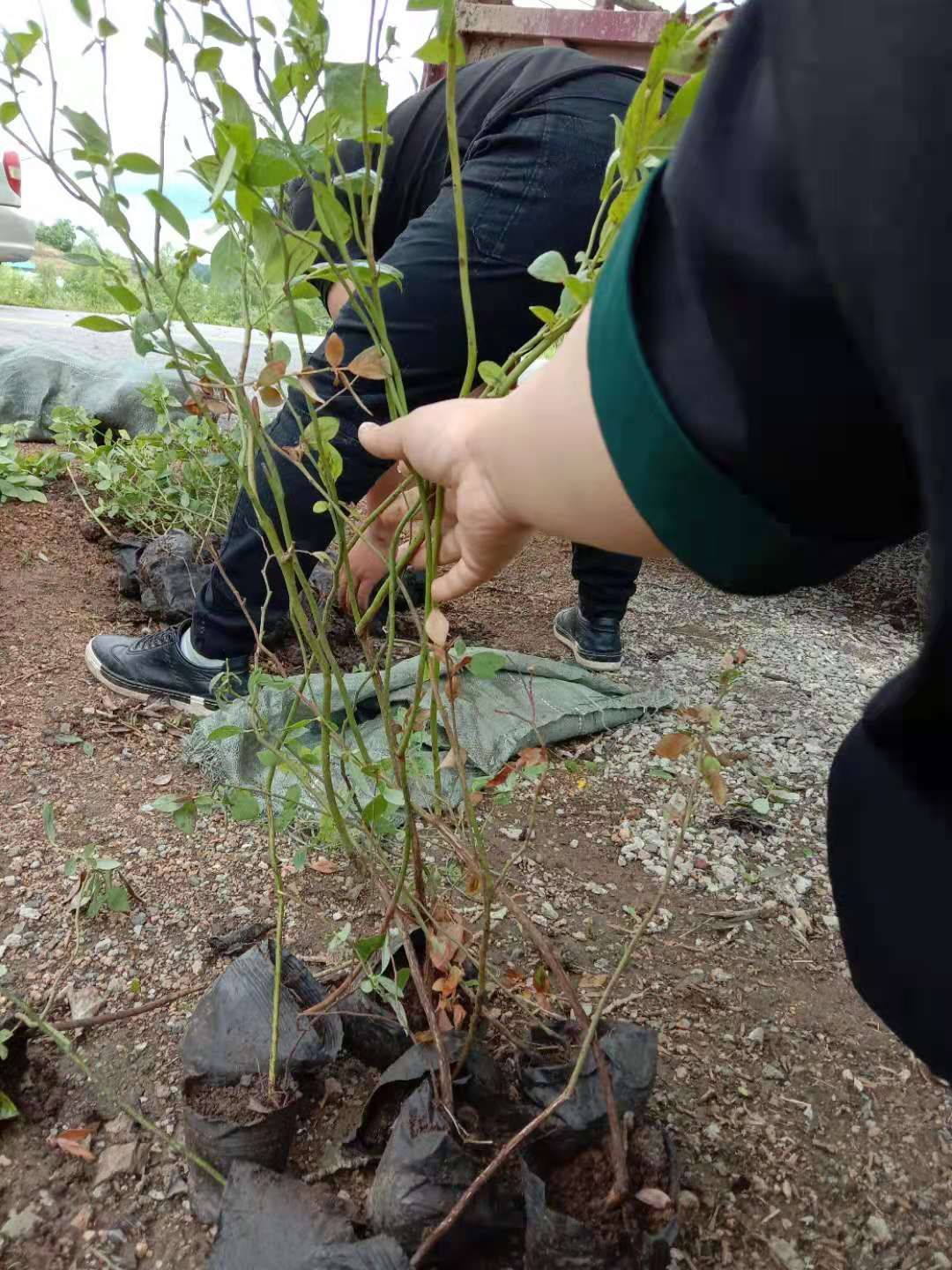 莱克西蓝莓苗  蓝莓苗，长白山蓝莓主培苗，三年杯苗，40公分