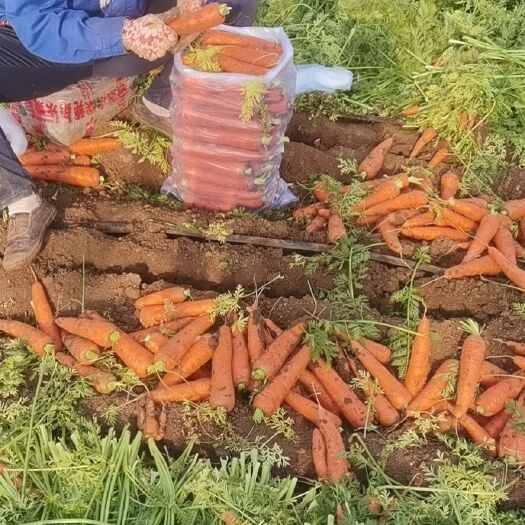 青州市三红胡萝卜  山东胡萝卜大量上市