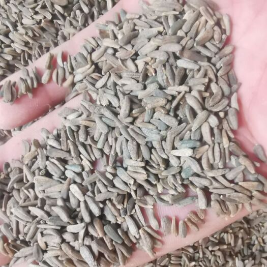 靖宇县白术种子，全国适合种植的好品种，颗粒饱满，均匀幼嫩