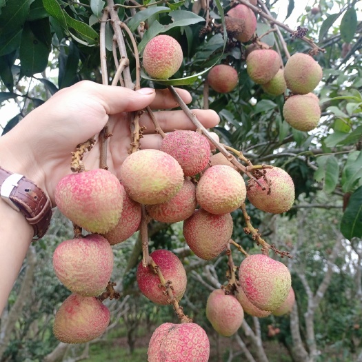 灵山县三月红荔枝  广西灵山三月红