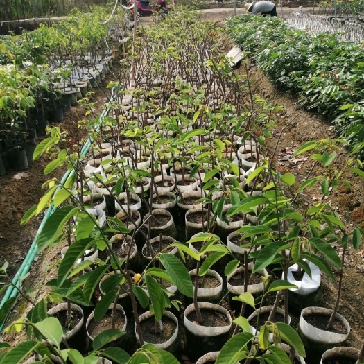 普宁市 凤梨释迦果苗