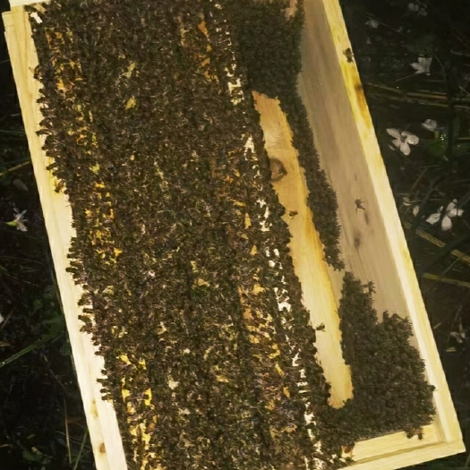 廉江市中华蜜蜂  中蜂 蜂群
