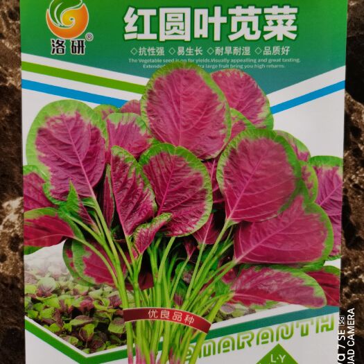 郑州红圆叶苋菜种子，阳台花盆园艺大棚露天蔬菜种子洛研农业