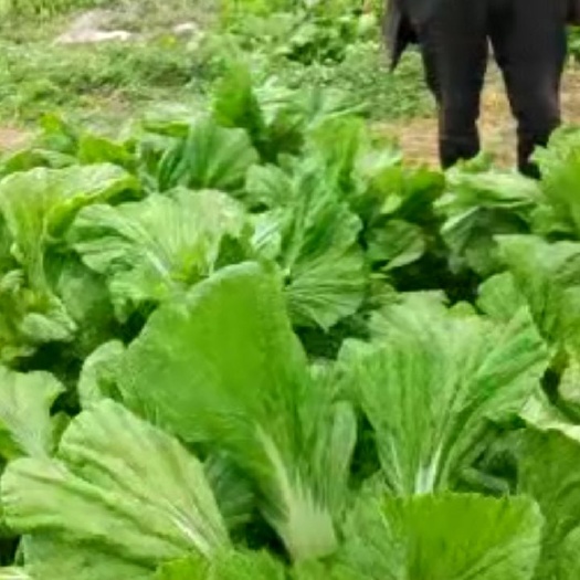 遵义包心芥菜 宽帮青菜，可摘叶可整株砍