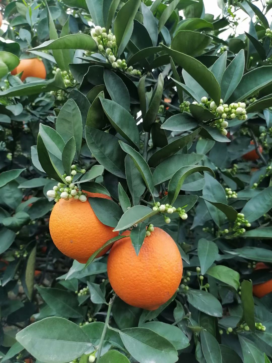 重庆奉节脐橙