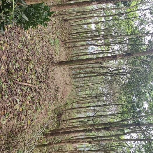 浦北县 秋枫树