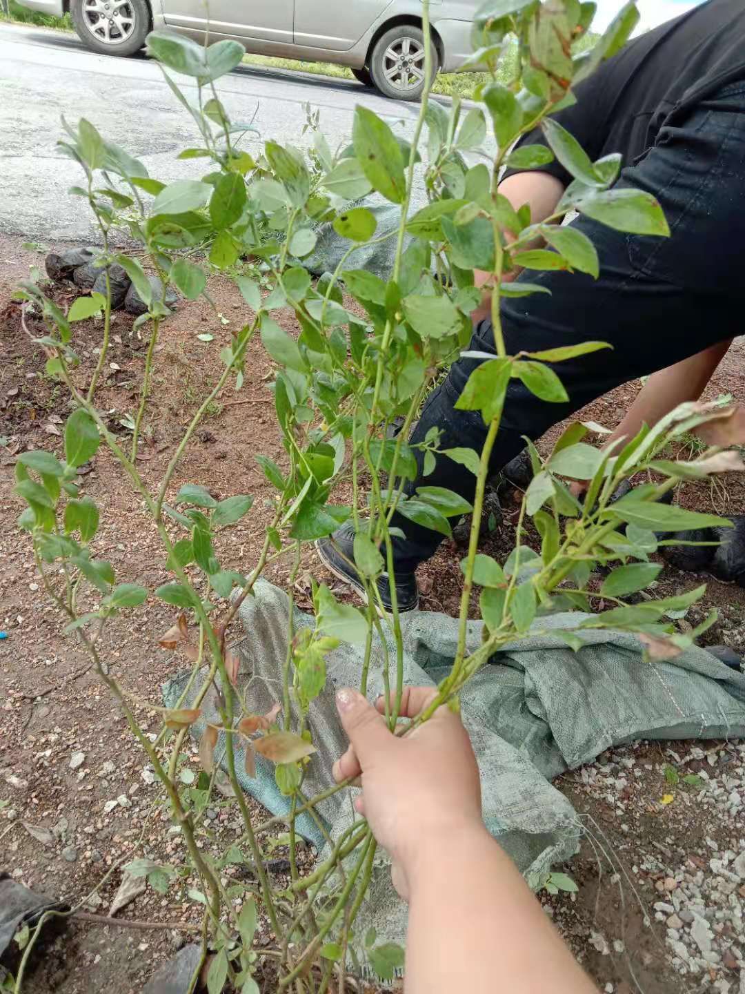 莱克西蓝莓苗  蓝莓苗，长白山蓝莓主培苗，三年杯苗，40公分