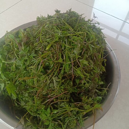 绥中县 山野菜