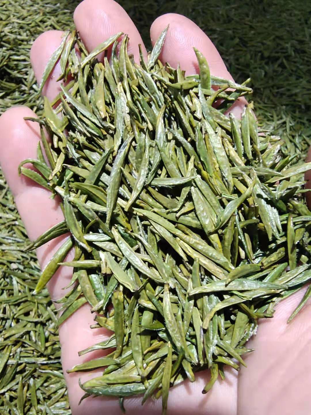 店盘村茶  店盘春茶  独芽