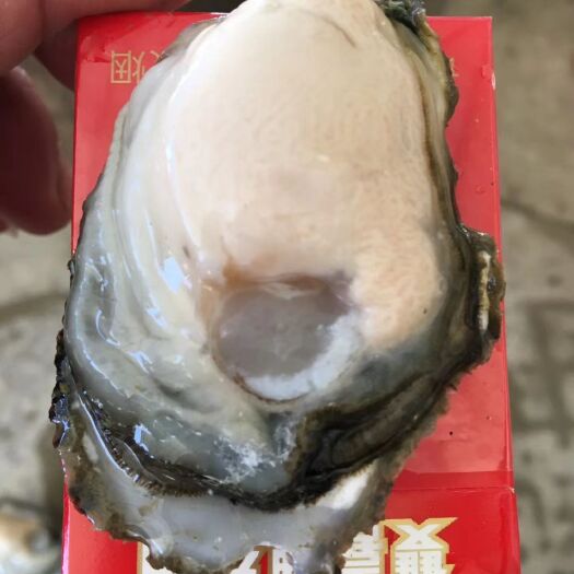 饶平县三倍体生蚝  全壳生蚝鲜活牡蛎烧烤蚝 当天现捕鲜活发货 50粒广东包邮